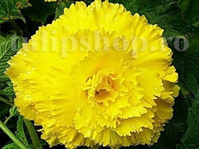Bulbi Begonia Creata Galbena - Bulbi Flori Primavara 2019