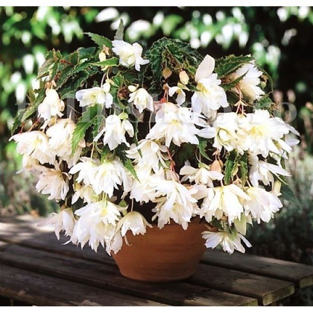 Bulbi Begonia Curgatoare Alba - Bulbi Flori Primavara 2019