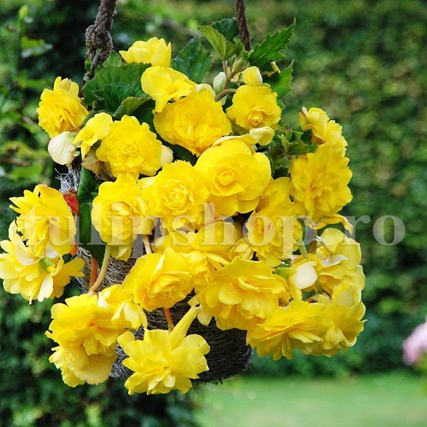Bulbi Begonia Curgatoare Galbena - Bulbi Flori Primavara 2019