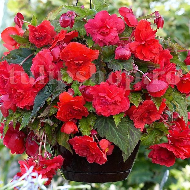 Bulbi Begonia Curgatoare Rosie - Bulbi Flori Primavara 2019