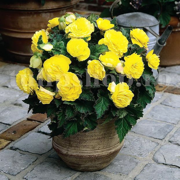 Bulbi Begonia Nonstop Galbena - Bulbi Flori Primavara 2019