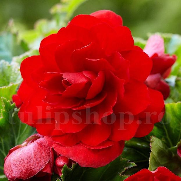 Bulbi Begonia Nonstop Rosie - Bulbi Flori Primavara 2019