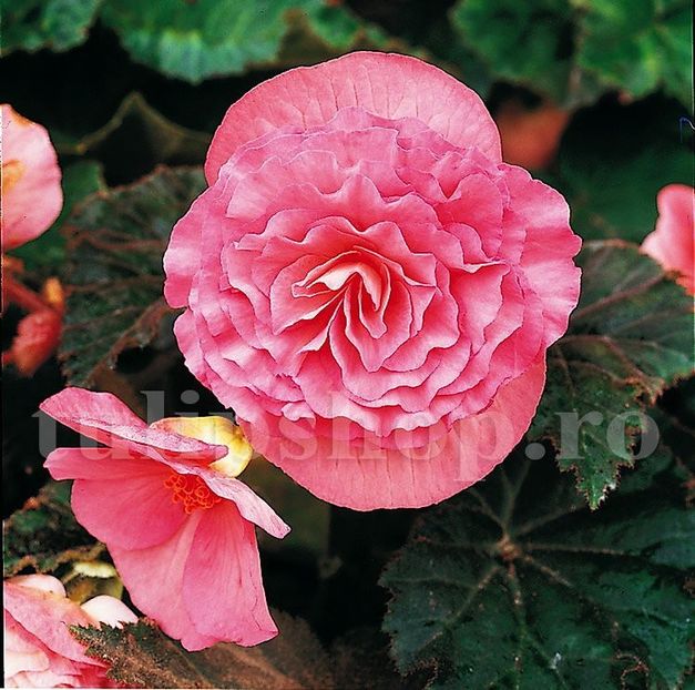Bulbi Begonia Nonstop Roz - Bulbi Flori Primavara 2019