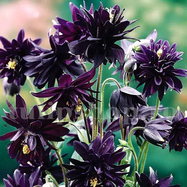 Bulbi Caldarusa Black Barlow - Bulbi Flori Primavara 2019