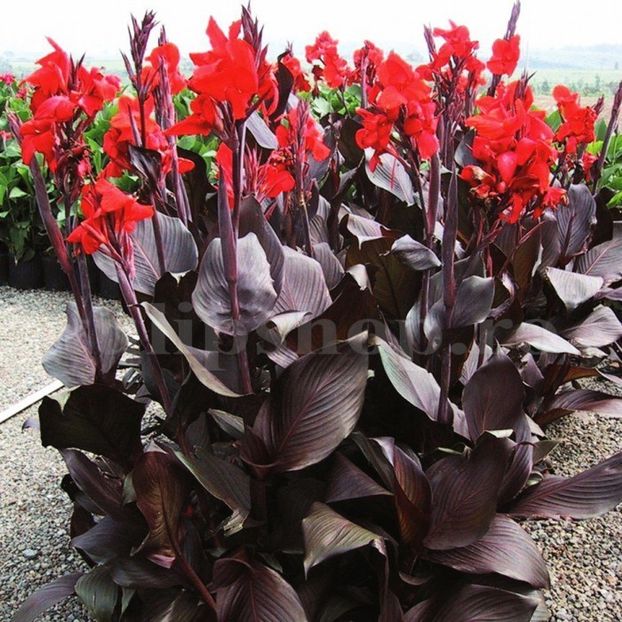 Bulbi Canna Black Knight - Bulbi Flori Primavara 2019