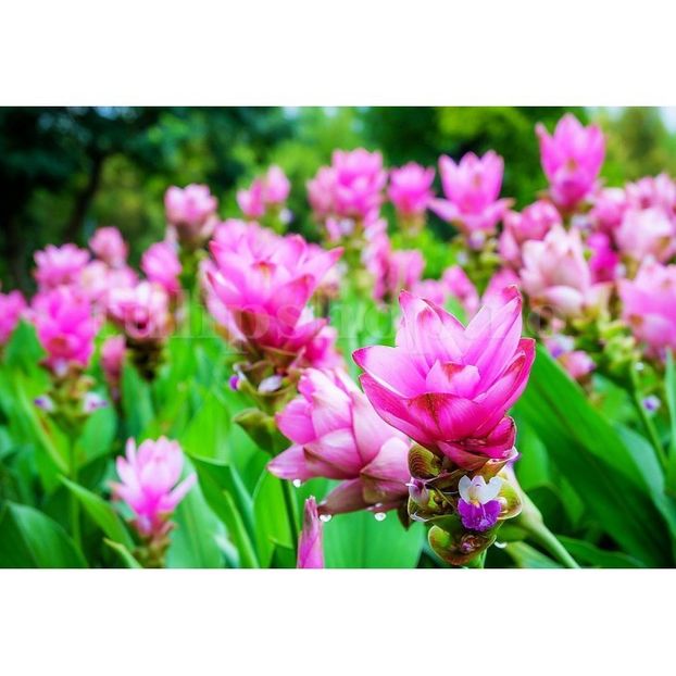 Bulbi Curcuma Rose - Bulbi Flori Primavara 2019