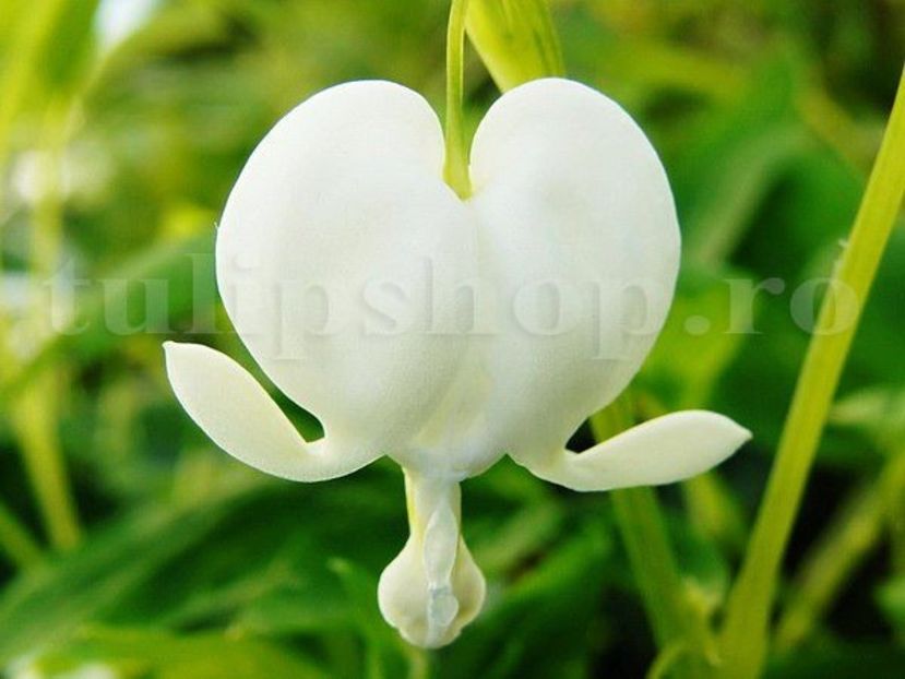 Bulbi Dicentra Spectabilis Alba - Bulbi Flori Primavara 2019