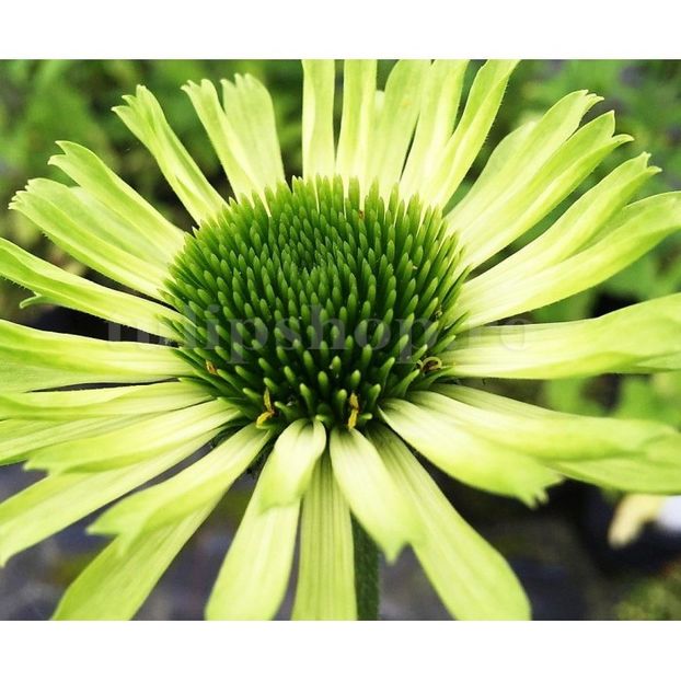 Bulbi Echinacea Green Jewel - Bulbi Flori Primavara 2019