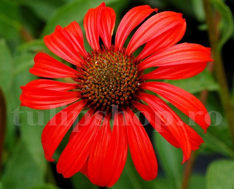 Bulbi Echinacea Red Magnus - Bulbi Flori Primavara 2019