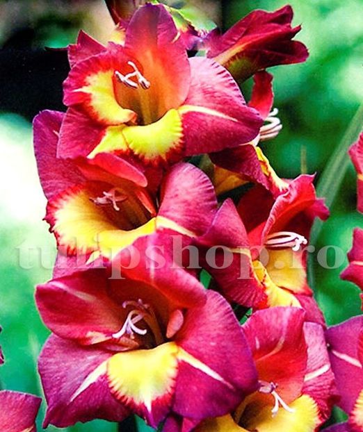 Bulbi Gladiole Brescia - Bulbi Flori Primavara 2019