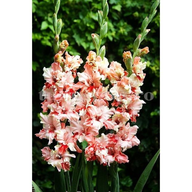 Bulbi Gladiole Frizzle Butterfly - Bulbi Flori Primavara 2019