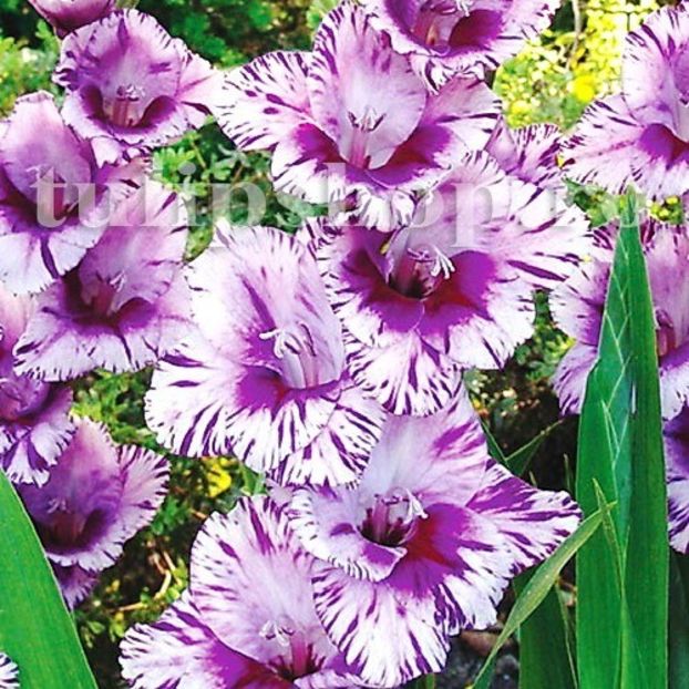 Bulbi Gladiole Passos - Bulbi Flori Primavara 2019