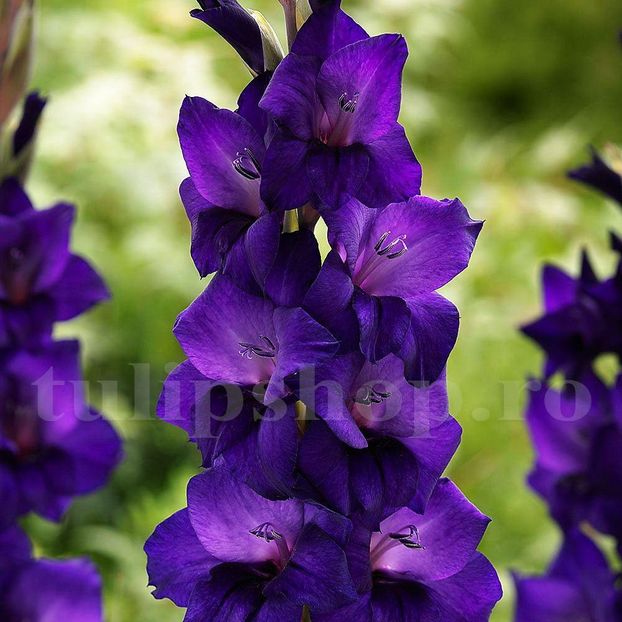 Bulbi Gladiole Purple Flora - Bulbi Flori Primavara 2019