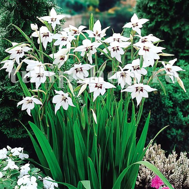 Bulbi Gladiole Stelate - Bulbi Flori Primavara 2019