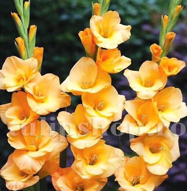 Bulbi Gladiole Vedetta - Bulbi Flori Primavara 2019