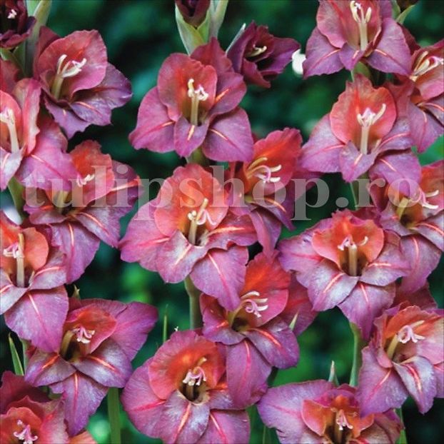 Bulbi Gladiole Vesuvio - Bulbi Flori Primavara 2019