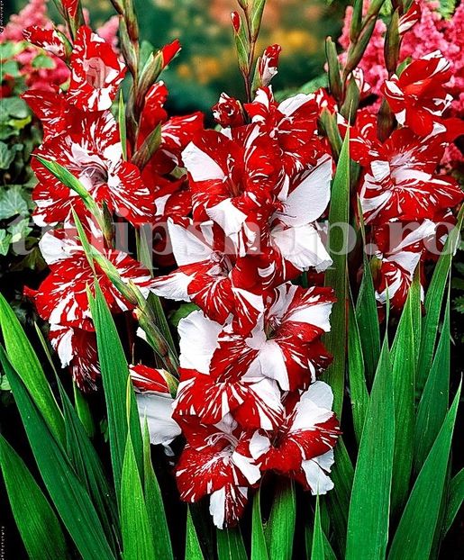 Bulbi Gladiole Zizanie - Bulbi Flori Primavara 2019