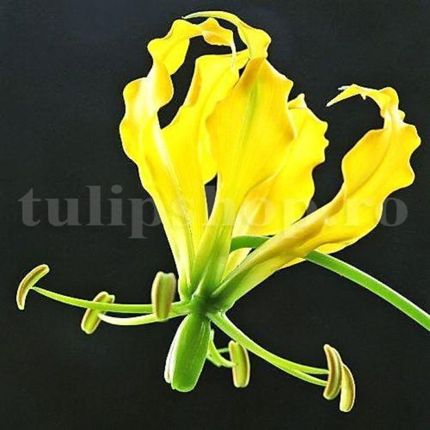 Bulbi Gloriosa Lutea - Bulbi Flori Primavara 2019