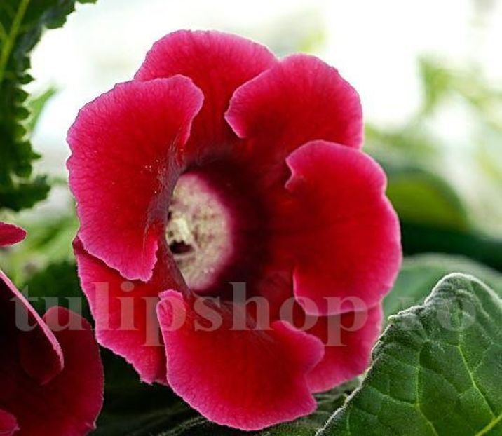 Bulbi Gloxinia Defiance - Bulbi Flori Primavara 2019