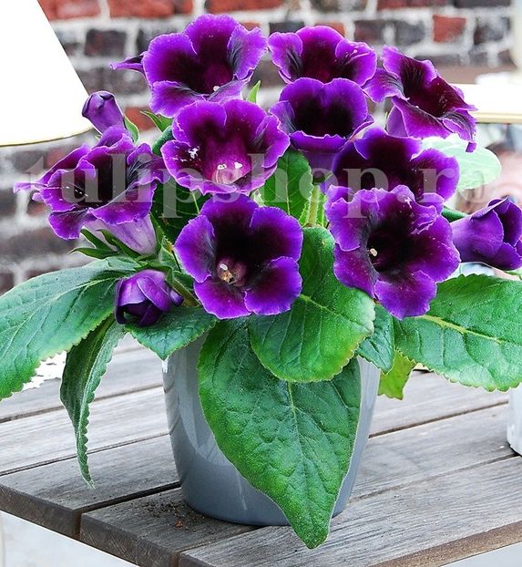 Bulbi Gloxinia Hollywood - Bulbi Flori Primavara 2019