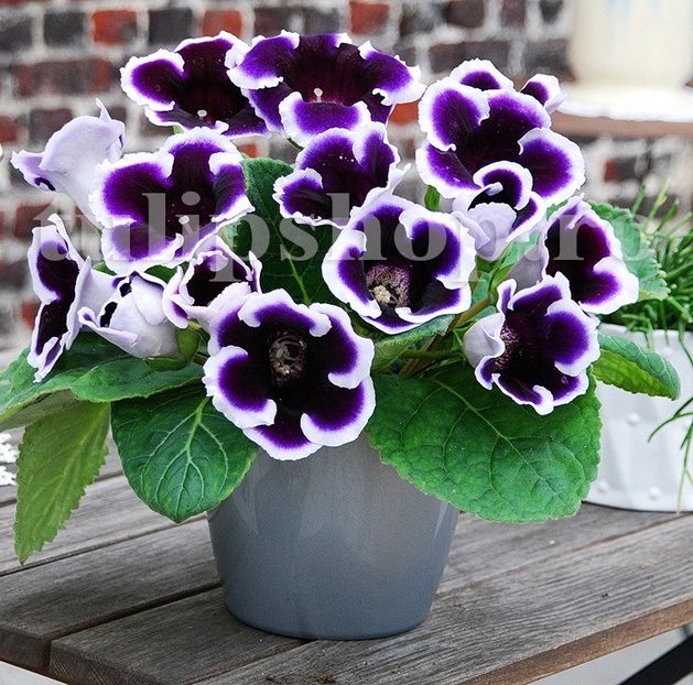 Bulbi Gloxinia Kaiser Wilhelm - Bulbi Flori Primavara 2019