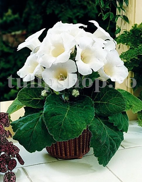 Bulbi Gloxinia Mont Blanc - Bulbi Flori Primavara 2019