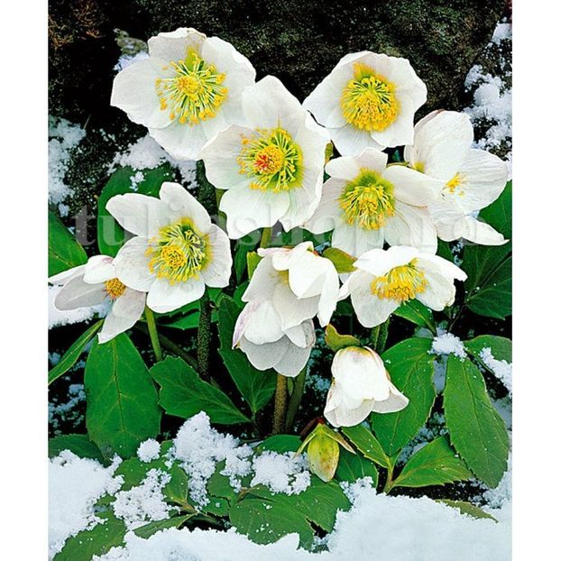 Bulbi Helleborus Niger - Bulbi Flori Primavara 2019