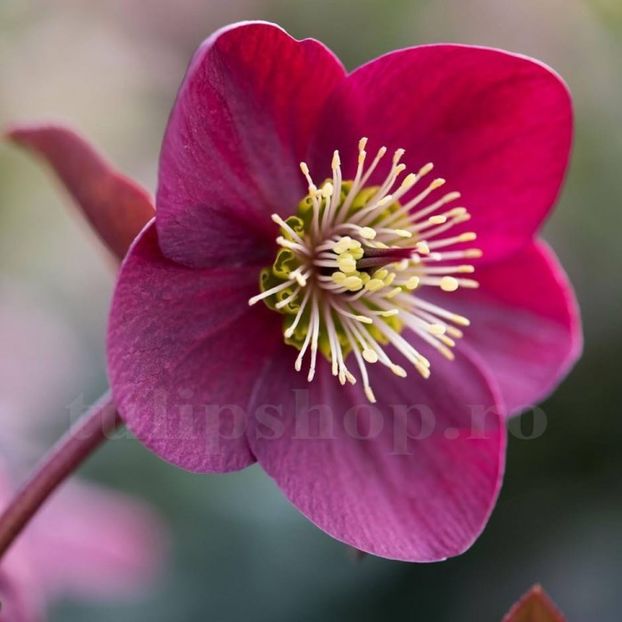 Bulbi Helleborus Purpurascens - Bulbi Flori Primavara 2019