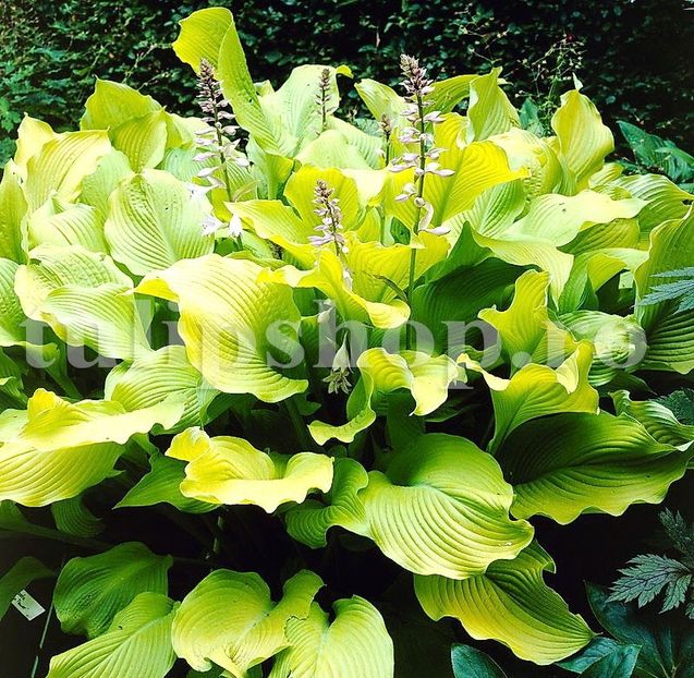 Bulbi Hosta August Moon - Bulbi Flori Primavara 2019
