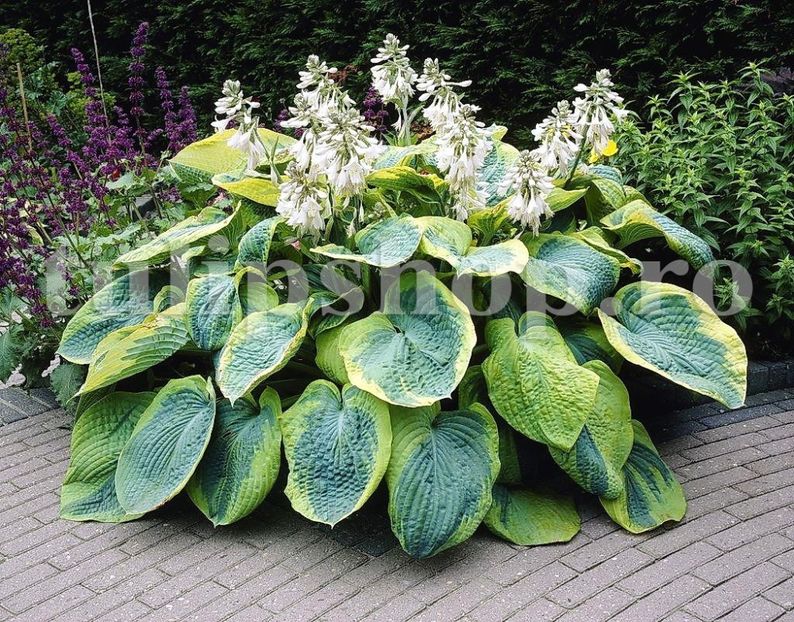 Bulbi Hosta Francess Williams - Bulbi Flori Primavara 2019
