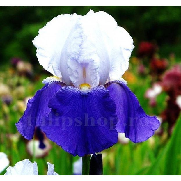 Bulbi Iris Arpage - Bulbi Flori Primavara 2019