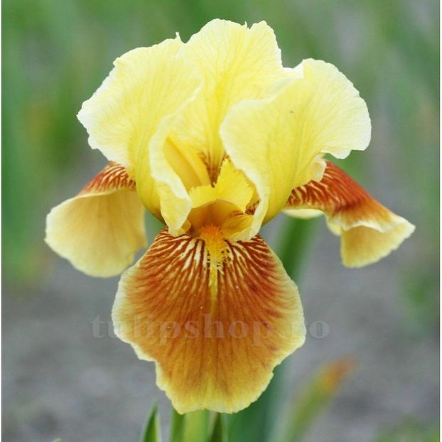Bulbi Iris Golden Muffin - Bulbi Flori Primavara 2019