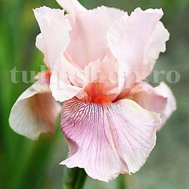 Bulbi Iris Pink Horizon - Bulbi Flori Primavara 2019