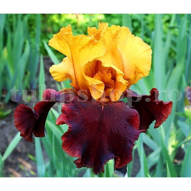 Bulbi Iris Supreme Sultan - Bulbi Flori Primavara 2019