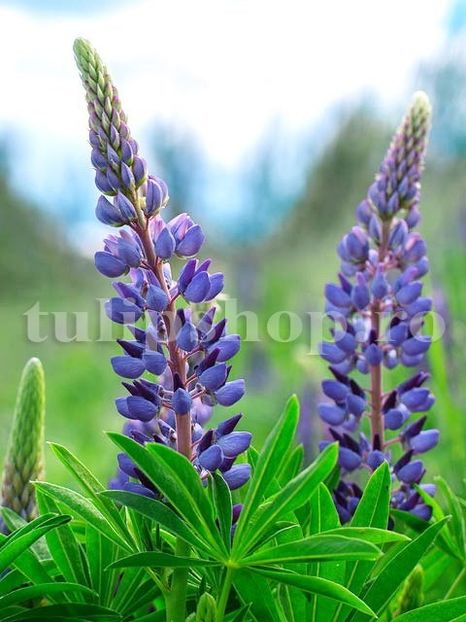 Bulbi Lupin Albastru - Bulbi Flori Primavara 2019