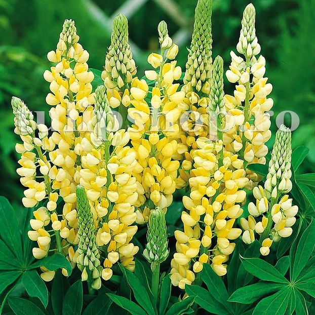 Bulbi Lupin Galben - Bulbi Flori Primavara 2019