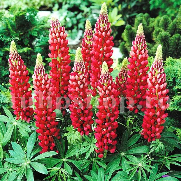 Bulbi Lupin Rosu - Bulbi Flori Primavara 2019
