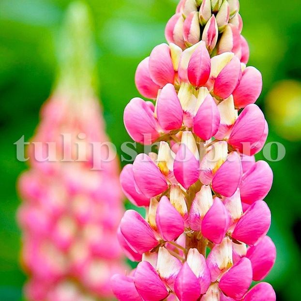 Bulbi Lupin Roz - Bulbi Flori Primavara 2019