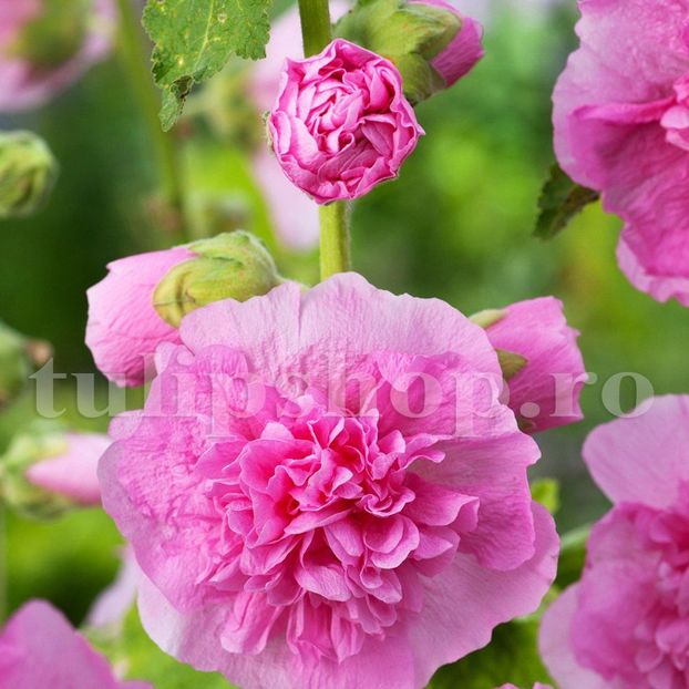Bulbi Nalba Chaters Pink - Bulbi Flori Primavara 2019