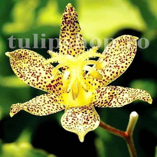 Bulbi Tricyrtis Golden Festival - Bulbi Flori Primavara 2019