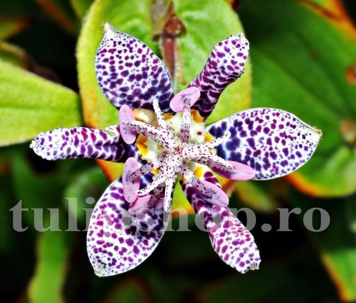 Bulbi Tricyrtis Hirta - Bulbi Flori Primavara 2019