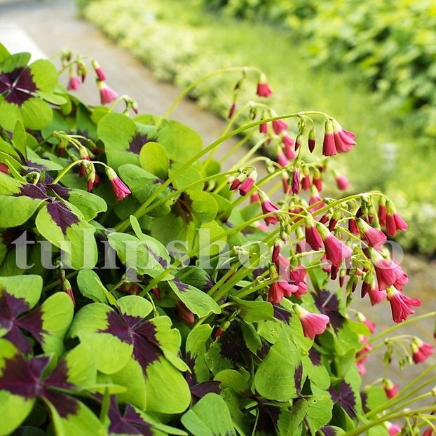 Bulbi Oxalis Iron Cross - Bulbi Flori Primavara 2019