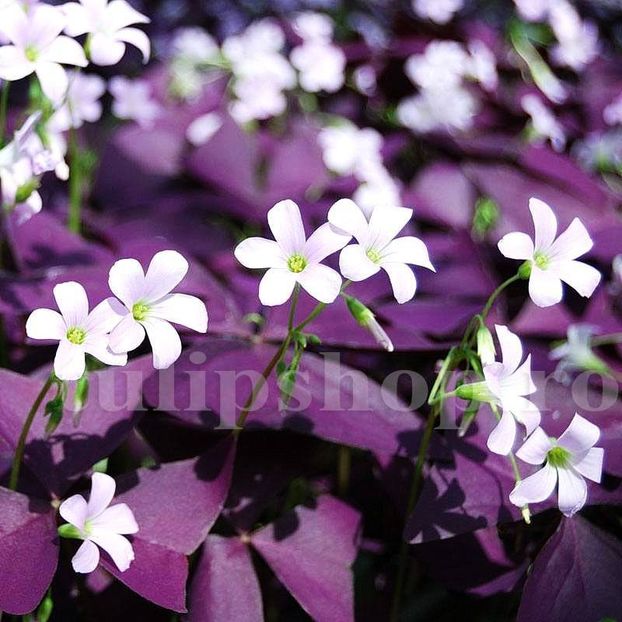 Bulbi Oxalis Triangularis - Bulbi Flori Primavara 2019