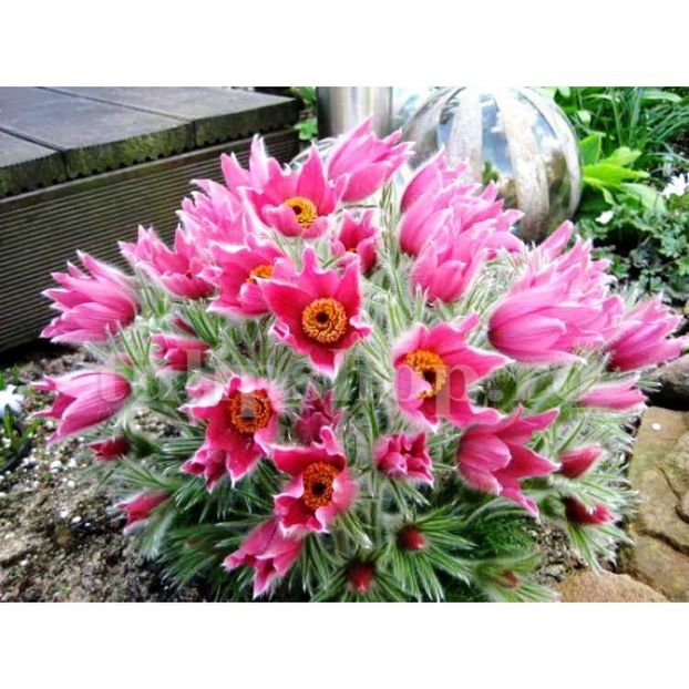 Bulbi Pulsatilla Rosea - Bulbi Flori Primavara 2019