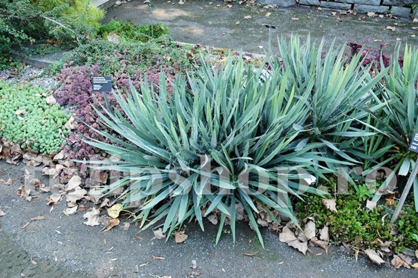 Bulbi Yucca Filamentosa - Bulbi Flori Primavara 2019