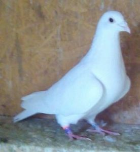 Mascul 18-001 - Albi