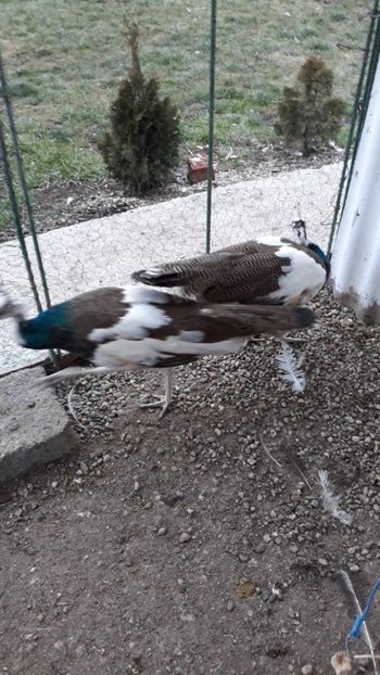  - 1 De vînzare 2019