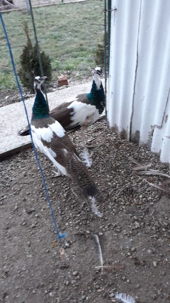  - 1 De vînzare 2019