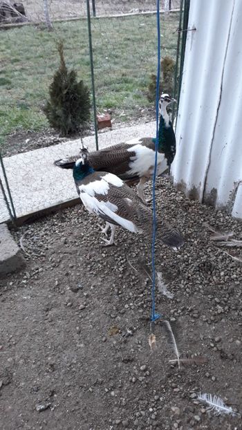  - 1 De vînzare 2019