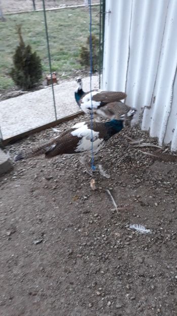  - 1 De vînzare 2019